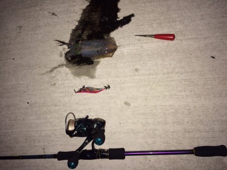 ナイトエギング