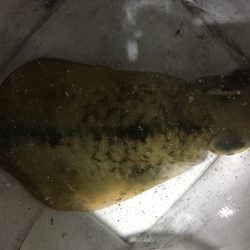 激シブの一杯…。