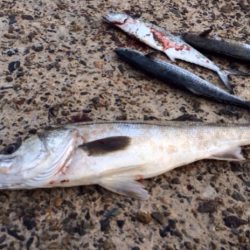 本当は瀬崎ですが