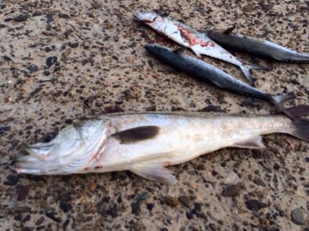 本当は瀬崎ですが