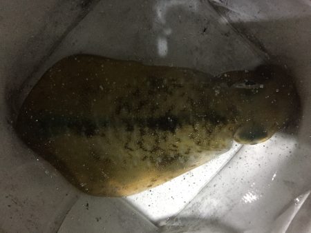 激シブの一杯…。