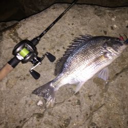 チヌに太刀魚！