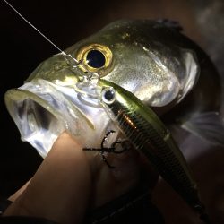 ライトシーバス♪