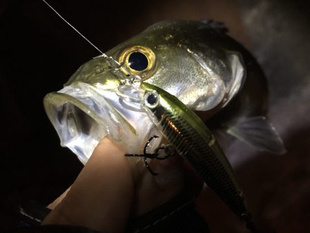 ライトシーバス♪