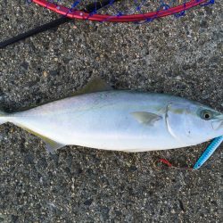 ワインド、ショアジギング(^^)