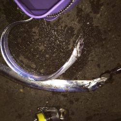 太刀魚 引き釣り