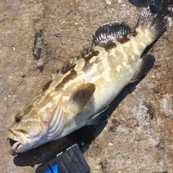 スライダーシャッド