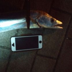 いつものコスモ