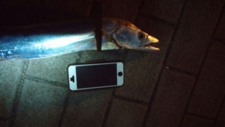 いつものコスモ