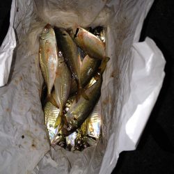 アジング最盛期！