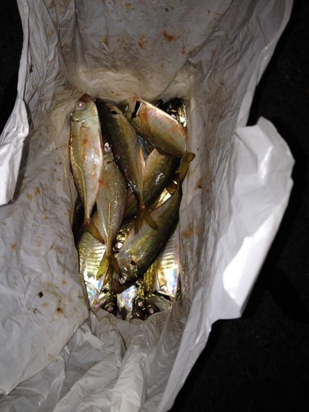 アジング最盛期！