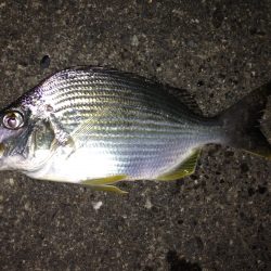 ルアーにゴンズイが‼︎