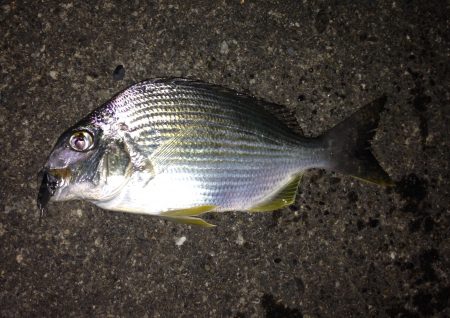 ルアーにゴンズイが‼︎