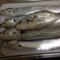 ポーアイ沖行ってきました