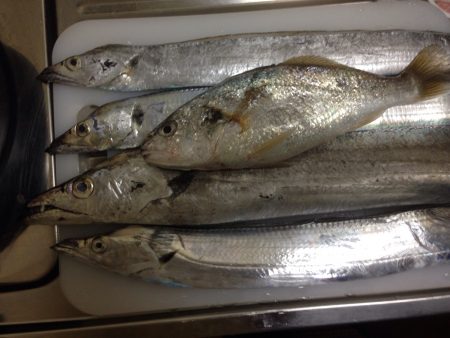 ポーアイ沖行ってきました