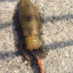 サイズ上がってきてますー！！