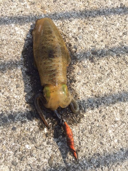 サイズ上がってきてますー！！