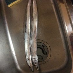 佐野川にて 太刀魚 2匹