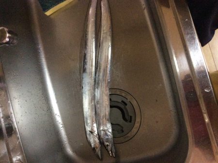 佐野川にて 太刀魚 2匹