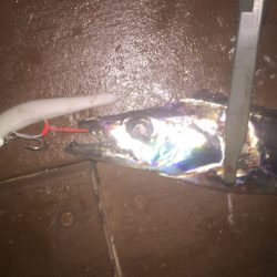 ワインドでタチウオ