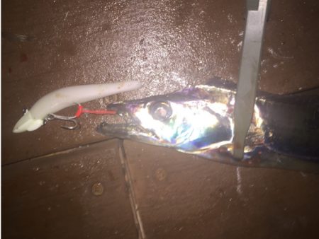 ワインドでタチウオ