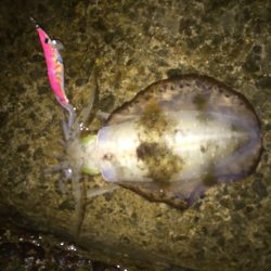 今秋最大510g21cm