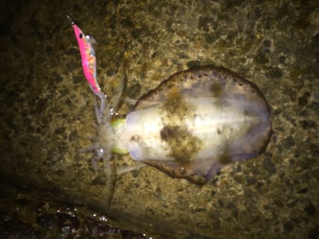 今秋最大510g21cm