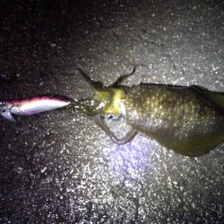 まだ、釣れた！