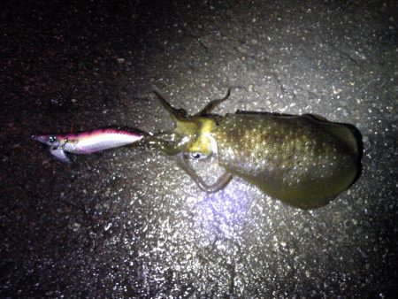 まだ、釣れた！