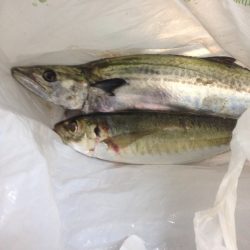 朝練してきました