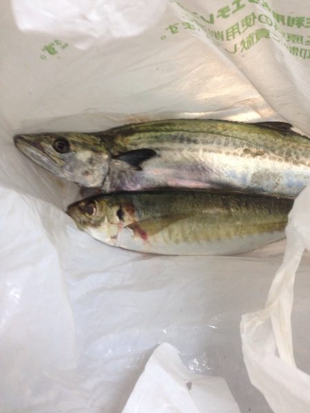 朝練してきました