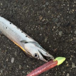 久々の太刀魚とオマケ