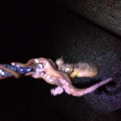 タコばっかり！