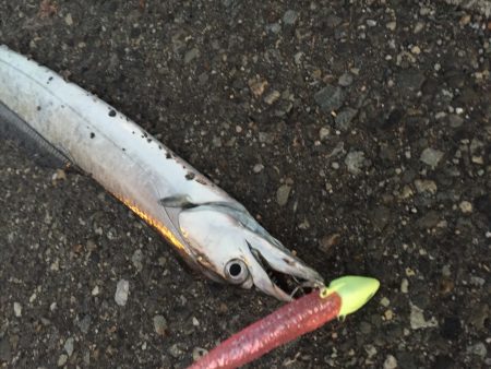 久々の太刀魚とオマケ