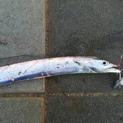 マリーナのタチウオ！