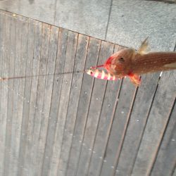 爆風の中でなんとか一匹