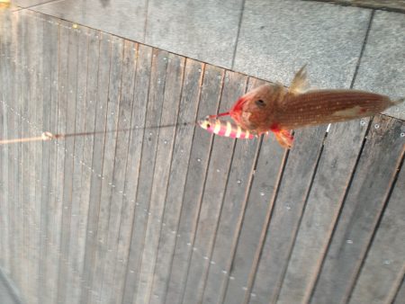 爆風の中でなんとか一匹