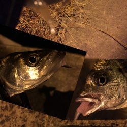 ライトゲーム♪