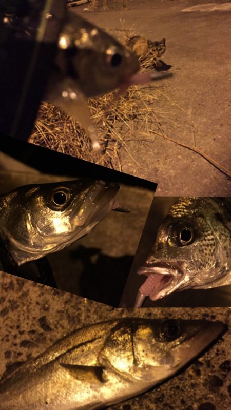 ライトゲーム♪