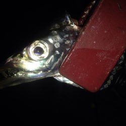 タチウオワインド