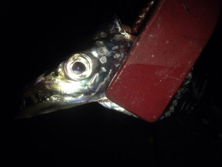 タチウオワインド