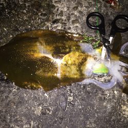 今年初のイカ釣り。