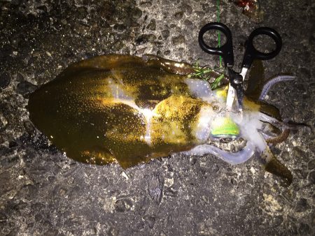 今年初のイカ釣り。