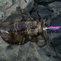 今日は、1人でブラブラと