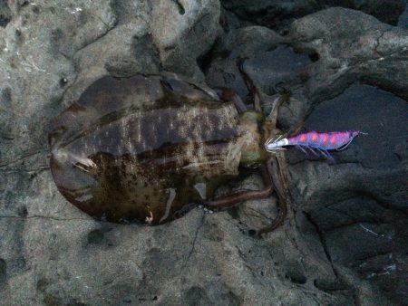 今日は、1人でブラブラと