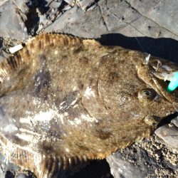 今日も勝浦港で