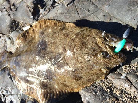 今日も勝浦港で