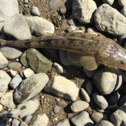 紀ノ川フラットゲーム