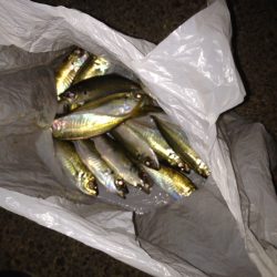 渋〜いアジング