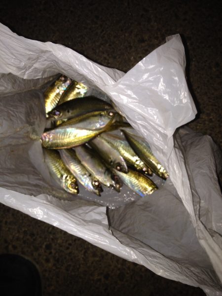 渋〜いアジング